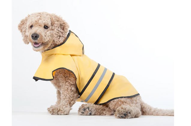 10 misty raincoats to keep your pooch dry
