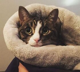 9 Pet Purritos That Look Good Enough To Eat | PetGuide