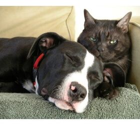 Fur Will Fly on Animal New Show ‘Cat Meets Dog’ PetGuide