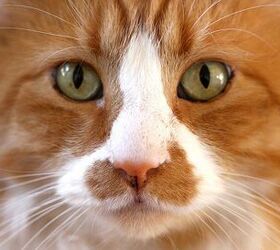Study: Your Cat Thinks You’re Pretty Special!