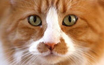 Study: Your Cat Thinks You’re Pretty Special!