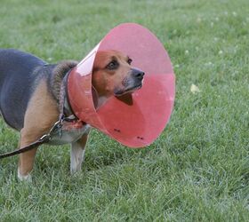 should i leave the cone on my dog at night