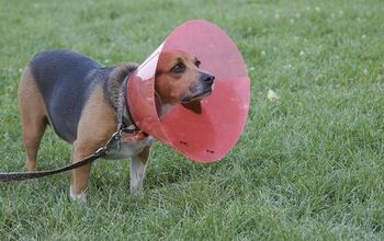 5 Alternatives to the Dreaded Cone of Shame