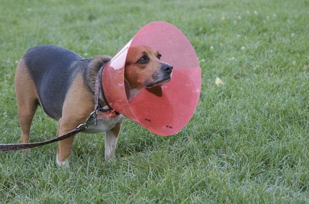 5 alternatives to the dreaded cone of shame