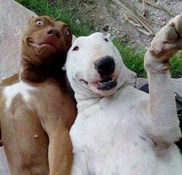 10 adorkable dogs that dont need your judgment