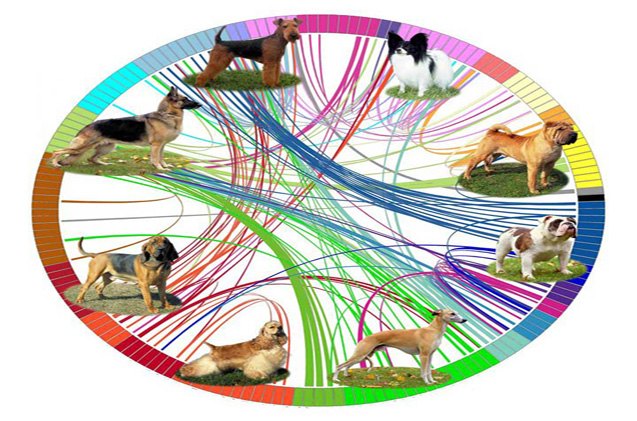 canine family tree maps the evolution of 8216 new world dog 8217
