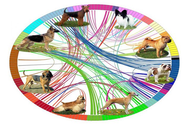 Canine Family Tree Maps the Evolution of 'New World Dog' | PetGuide Canine Family Tree Maps the Evolution of 'New World Dog' | PetGuide