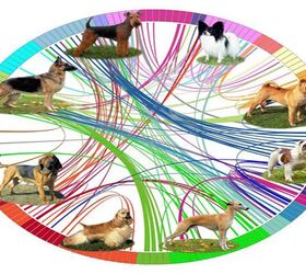 Canine Family Tree Maps the Evolution of ‘New World Dog’