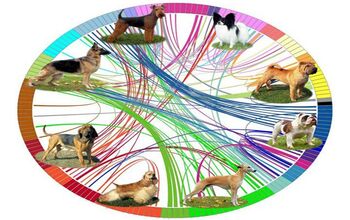 Canine Family Tree Maps the Evolution of ‘New World Dog’