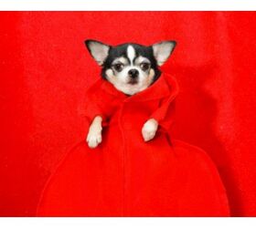 Canine Couture For Tonight’s Met Gala