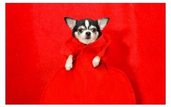 Canine Couture For Tonight’s Met Gala