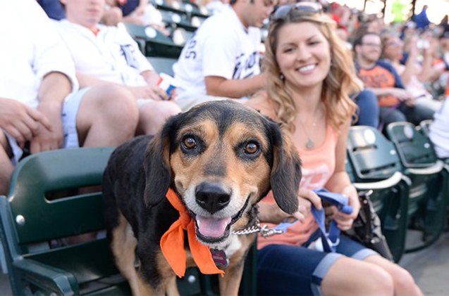 detroit tigers announce the return of 8216 bark at the park 8217
