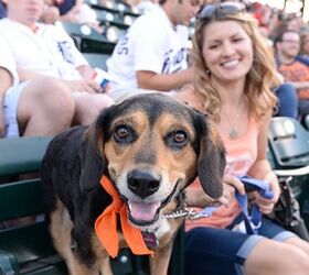 detroit tigers announce the return of bark at the park