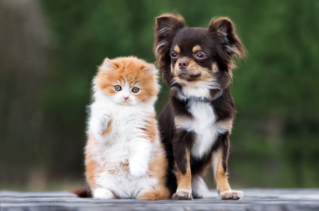 2017 8217 s top 10 wacky dog and cat names