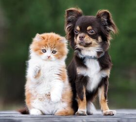 2017’s Top 10 Wacky Dog and Cat Names