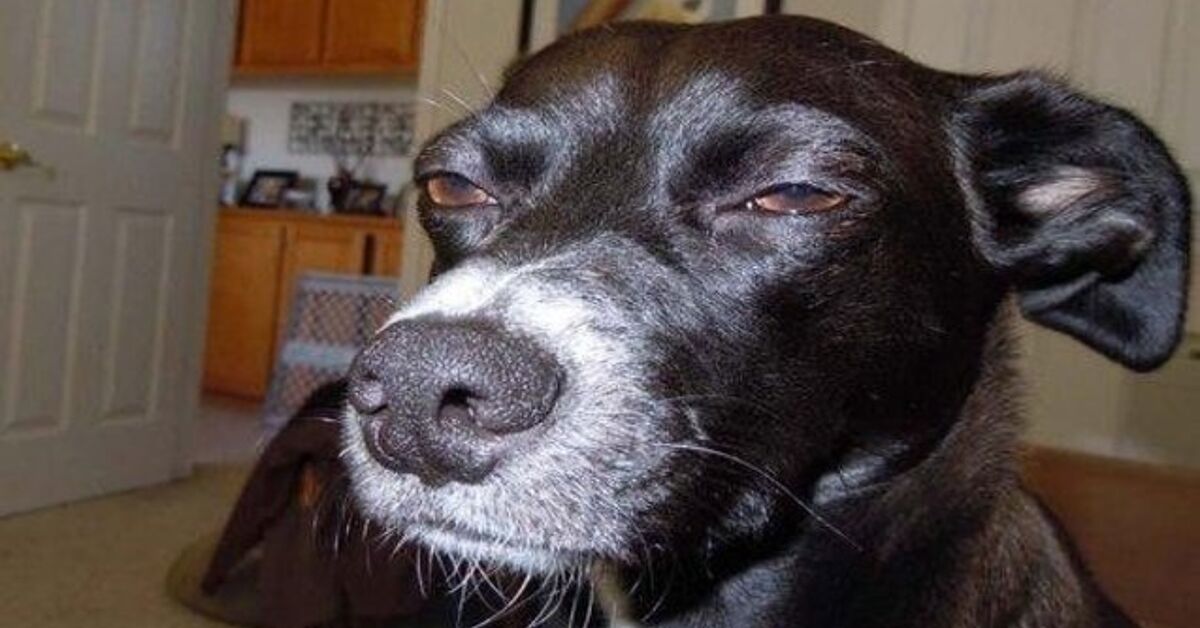 Quiz Do You Know Your Dog Meme Petguide Quiz Do You Know Your Dog Meme Petguide