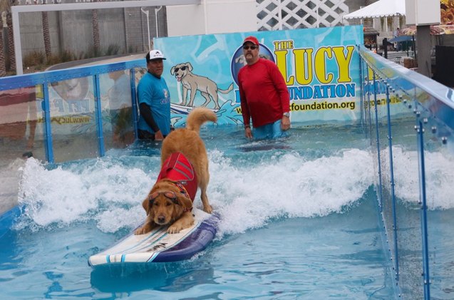 woofstock returns to toronto may 27 and 28