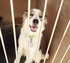 Los Angeles Will Be a “No-Kill Shelter” City by End of 2017