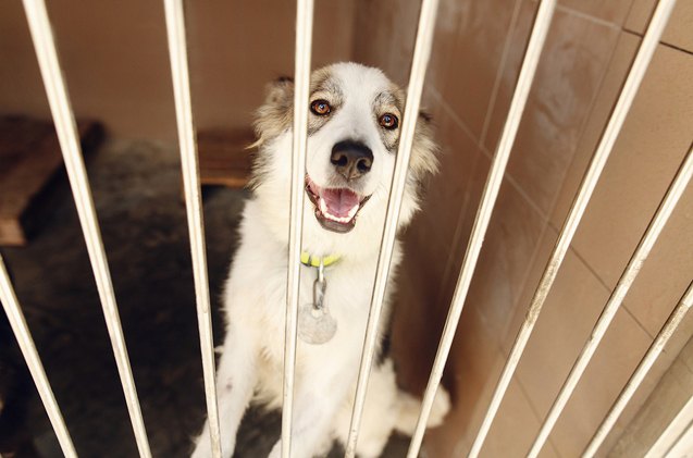 los angeles will be a no kill shelter city by end of 2017