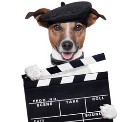 Quiz: Can You Guess These Famous Movie Dogs?
