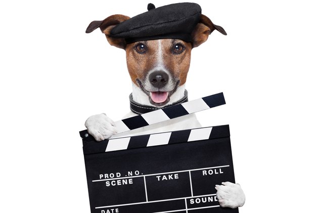 quiz can you guess these famous movie dogs