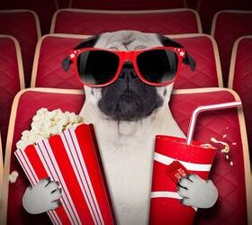Top 10 Must-See Movies That Star Pets