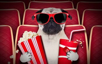 Top 10 Must-See Movies That Star Pets