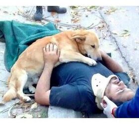 Loyal Pup Won’t Leave His Injured Dad’s Side