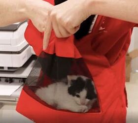 Shelter s Kitty Bjorn Gives Feral Cats Much Needed Comfort PetGuide