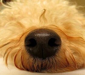 Quiz: Do You ‘Nose’ Your Dog Breed Nose?