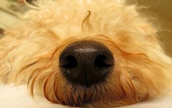 Quiz: Do You ‘Nose’ Your Dog Breed Nose?
