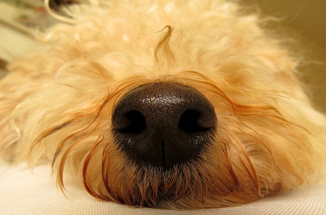 quiz do you nose your dog breed nose
