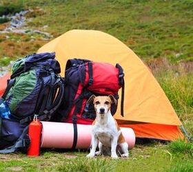 Best Canine Camping Essentials