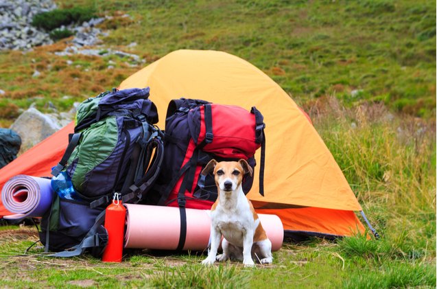 best canine camping essentials
