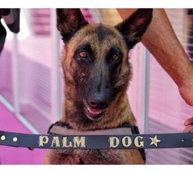 Cannes Canines Take Top Palm Dog Honors