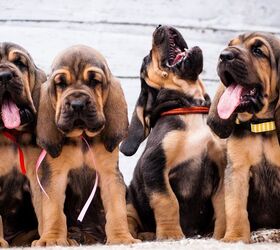 quiz can you guess the breed of these puppies