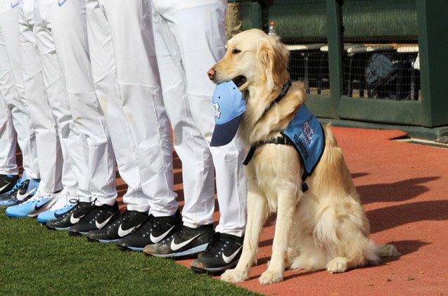 unc 8217 s dugout dog scores a homerun with teammates video