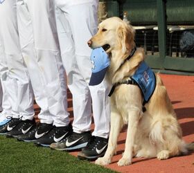UNC’s Dugout Dog Scores A Homerun With Teammates [Video]