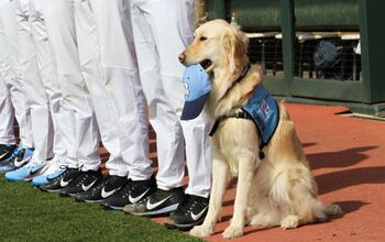 UNC’s Dugout Dog Scores A Homerun With Teammates [Video]