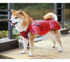 Make Sure Your Pet is Kung Fu Ready With Warrior Samurai Armor