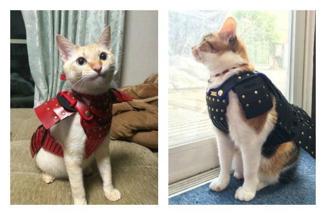 make sure your pet is kung fu ready with warrior samurai armor