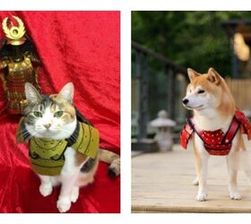 make sure your pet is kung fu ready with warrior samurai armor