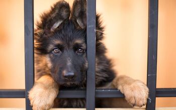 Great News: Nevada’s New Bill 185 Bans Lease-to-Own Dogs