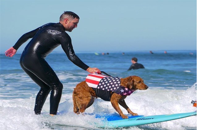world 8217 s only surfice dog receives gnarly new ride