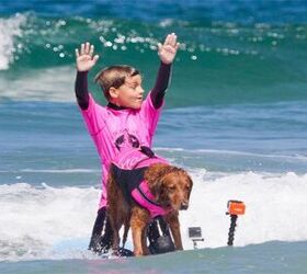worlds only surfice dog receives gnarly new ride