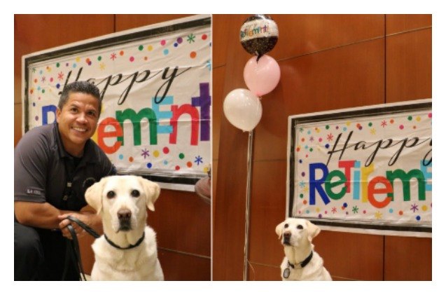 story of airport service dogs retirement party gives us wings