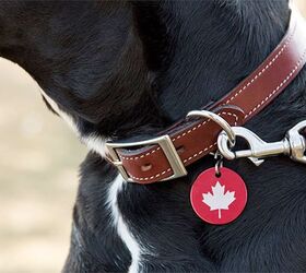 top 10 polite canadian dog deals eh