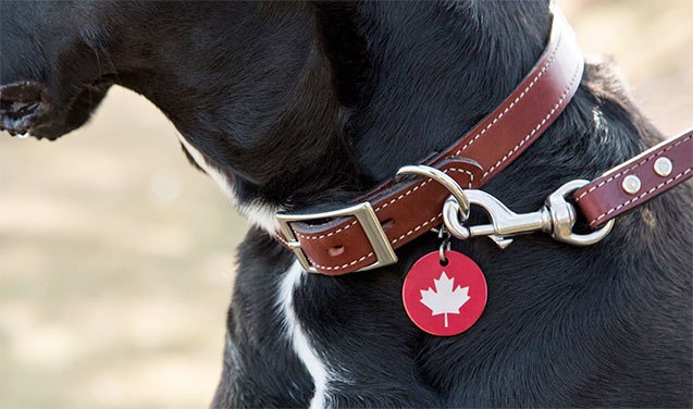top 10 polite canadian dog deals eh