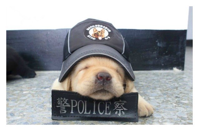 taiwans puppy police recruits are the most adorable things ever