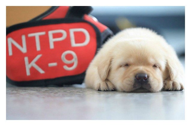 taiwans puppy police recruits are the most adorable things ever